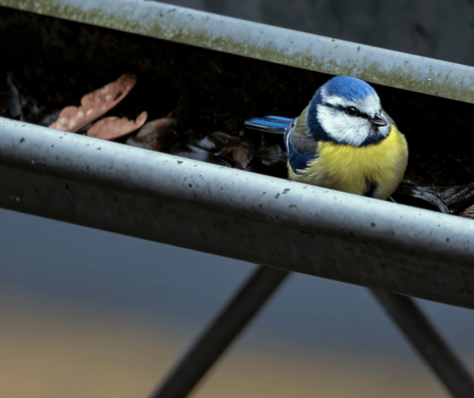 Yoder Blog Image 1