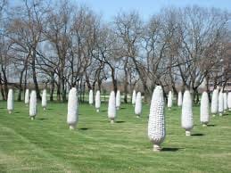 Field Of Corn